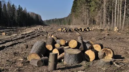 Greenpeace: În România sunt aproape 100 de cazuri de tăieri ilegale de arbori pe zi