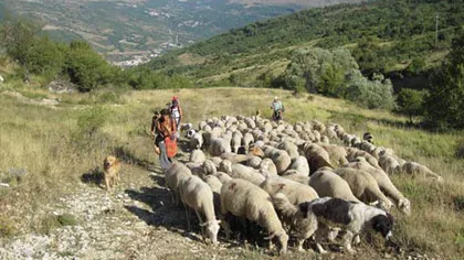 Cetăţeni români, ţinuţi ca sclavi în condiţii inumane, într-o fermă din Italia
