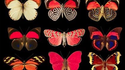 Alege un fluture din imagine şi află ce sentimente ascunzi faţă de ceilalţi