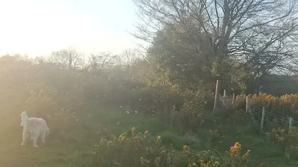 INCREDIBIL. Un bărbat a fotografiat mai multe zâne în propria grădină GALERIE FOTO