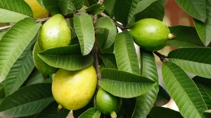 Frunzele de guava, remediu eficient împotriva căderii părului