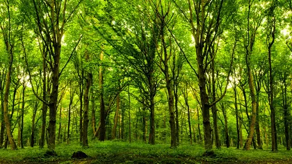 Puterea terapeutică a copacilor. Află care sunt cei mai benefici pentru tine