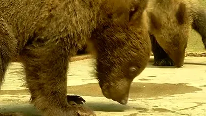 O nouă viaţă pentru doi pui de urs abandonaţi VIDEO