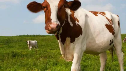 Vacile dintr-o localitate din Iaşi sunt hrănite cu sodă caustică pentru a da mai mult lapte