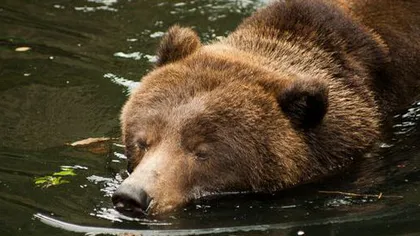 Iubitorii de animale sunt indignaţi. Ursul Baloo a fost împuşcat mortal la Grădina Zoologică