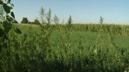 Un fermier este acuzat că a plantat cânepă printre rândurile de ceapă