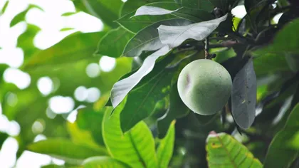 Cum tratezi diabetul cu frunze de mango