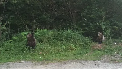 Doi turişti au fost coborâţi din Bucegi de jandarmii montani după ce s-au întâlnit cu un urs pe traseu
