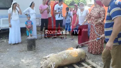 Romii au tăiat porcul pe plajă, în Mamaia GALERIE FOTO