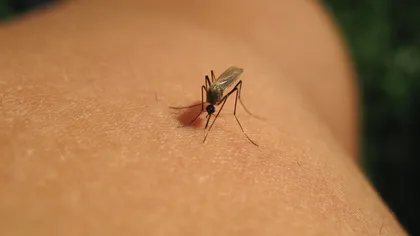 Cele mai eficiente metode să alungi ţânţarii