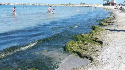 Munţi de alge pe plajele din sudul litoralului. Autorităţile fac cu greu faţă