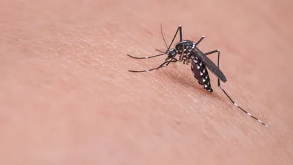 Soluţia naturală care ţine ţânţarii la distanţă. Cum o prepari şi o foloseşti