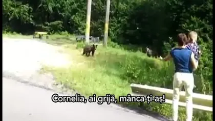 O femeie cu un copil în braţe a fost filmată în timp ce hrănea doi urşi VIDEO