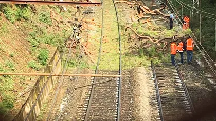 ACCIDENT FEROVIAR: Zeci de răniţi după ce un tren a lovit un copac căzut pe şine