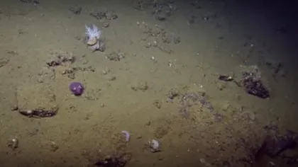 Cercetătorii au găsit o caracatiţă mov. Specia este foarte rară FOTO