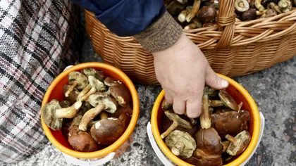 13 români au ajuns la spital, după ce s-au intoxicat cu ciuperci culese din pădure