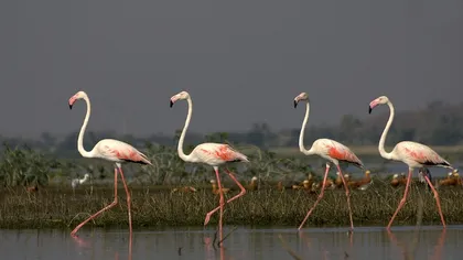 Apariţie rară în România. Păsări Flamingo au fost văzute în Deltă