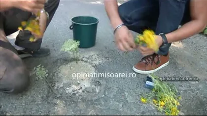 Protest inedit al şoferilor, pe drumurile României. Au plantat flori în gropile din şosea VIDEO