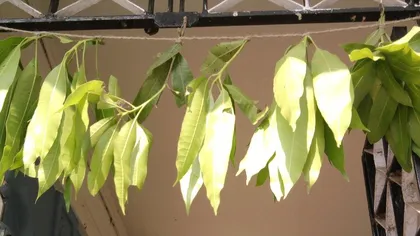 Frunzele de mango, sănătate curată la casa omului
