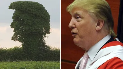 Incredibil, dar adevărat: Un copac seamănă leit cu Donald Trump VIDEO
