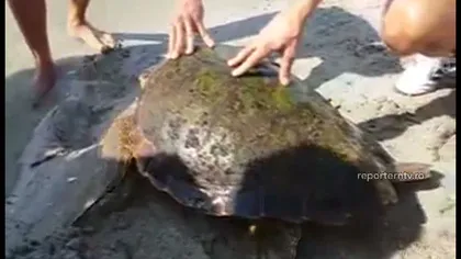 Descoperire uimitoare pe litoral. O broască ţestoasă a fost găsit pe plaja din Vadu
