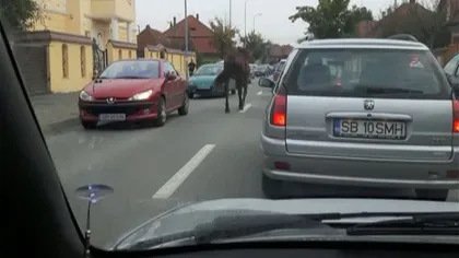 Probleme în trafic din cauza animalelor. Un cal rătăcit i-a pus în dificultate pe şoferii din Sibiu