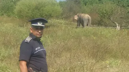 Elefant fugit de la circ în Vâlcea. Forţele de ordine au intervenit de urgenţă