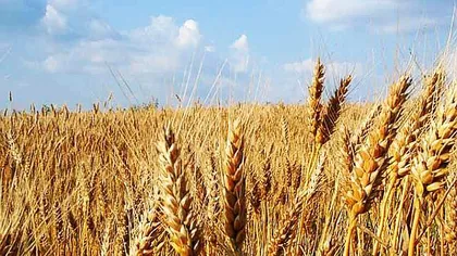 Meteorologii anunță secetă în agricultură. Nivelul apei în sol pe regiuni