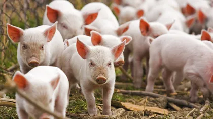 România va putea exporta porci vii în Uniunea Europeană. Decizia va fi publicată în 15 zile în Jurnalul Oficial al UE