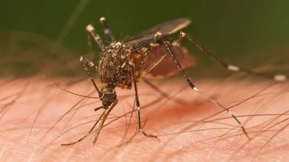 O nouă maladie transmisă de ţânţari a fost identificată în Haiti