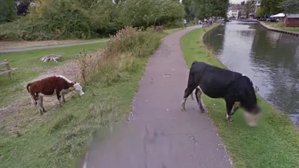 O vacă a devenit celebră în toată lumea după ce Google i-a blurat faţa