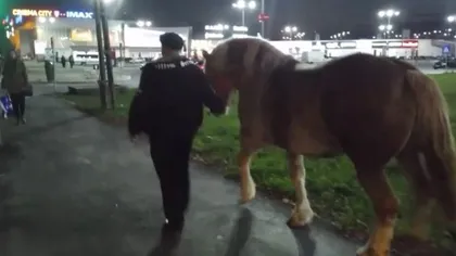 Apariţie surprinzătoare: A venit cu calul la mall în Timişoara VIDEO