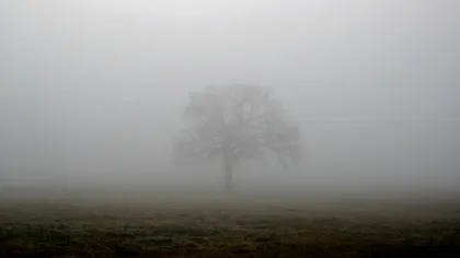 COD GALBEN de ceaţă