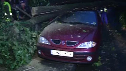 Vremea face ravagii în Capitală! Un copac a căzut peste trei maşini