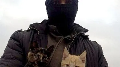 ISIS interzice prin lege deţinerea pisicilor în locuinţe