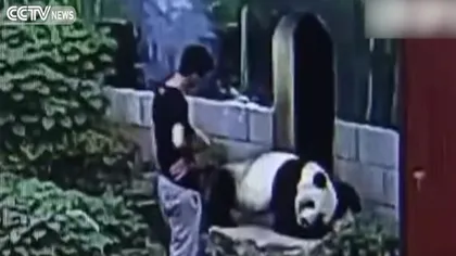 A vrut să-şi impresioneze iubita şi a intrat în cuşca unui panda. Ce a urmat după ce a fost prins de urs VIDEO