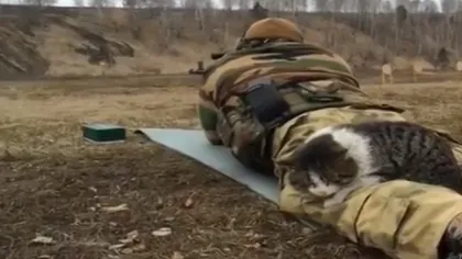 INCREDIBIL! O pisică doarme pe piciorul unui militar aflat pe câmpul de luptă, în timp ce în jur se trag focuri de armă