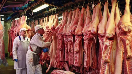 ATENŢIE de unde cumpăraţi carne de porc! ALERTĂ de pestă porcină, la graniţa cu România
