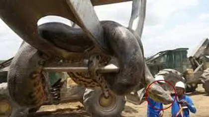 Cum arată cel mai mare şarpe din lume: are 10 m şi 400 de kilograme VIDEO