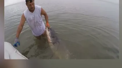 Captură uriaşă. Un pescar băcăuan a prins un somn de 70 de kg VIDEO