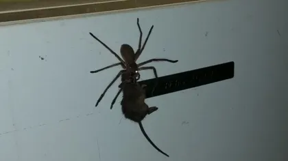 VIRALUL SĂPTĂMÂNII: Un păianjen din Australia cară un șoarece VIDEO