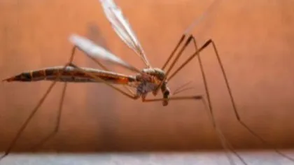 Un bărbat din Iaşi a murit după ce a fost înţepat de ţânţari: a contactat virusul West Nile
