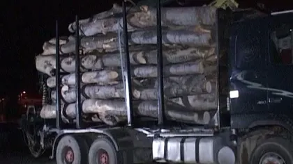 ACCIDENT GRAV în Gorj cu un TIR care transporta lemne VIDEO