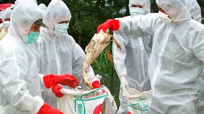Alertă în România din cauza gripei aviare. ANSVSA face verificări la sânge