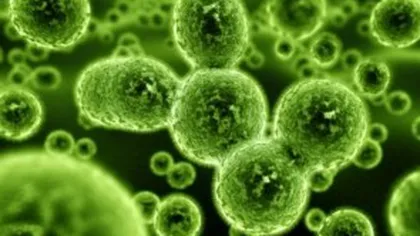 O bacterie periculosă se propagă fără a fi detectată în spitalele din întreaga lume