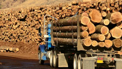 Monitorizarea transporturilor de lemn tăiat, amânată până în octormbrie