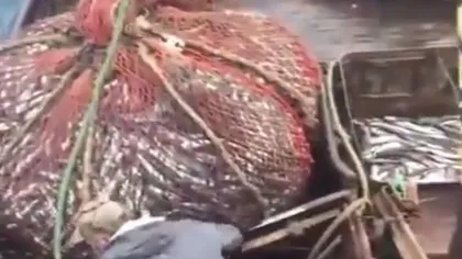 Surpriza uriaşă pe care au avut-o doi pescari ruşi. Au rămas uimiţi când au văzut ce au prins VIDEO