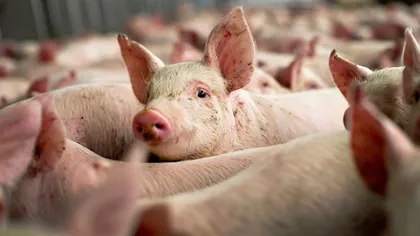 Măsuri pentru prevenirea şi combaterea pestei porcine africane, aprobate de Guvern