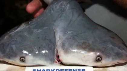 A fost descoperit rechinul cu două capete FOTO