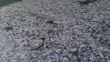 Imagini de coşmar! Lac din vestul ţării, acoperit de zeci de mii de peşti morţi
